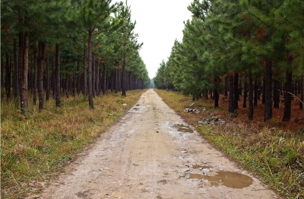 После дождя по грунтовой дороге может быть тяжело проехать. Фото: ru.freepik.com